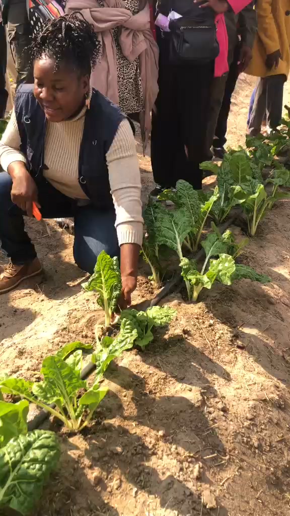 Ongwediva Town Council